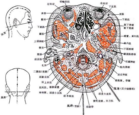 風是穴|醫砭 » 經穴庫 » 風府